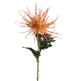 仿真花龙爪菊中式菊花火树银花高级家居装饰花艺造景摄影道具假花