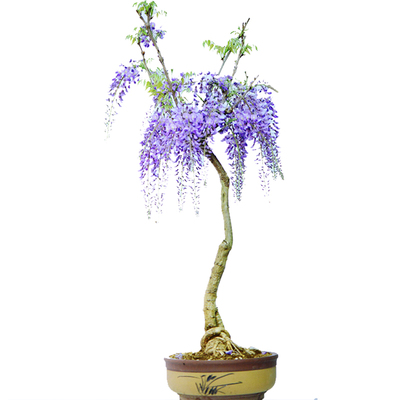日本丰花紫藤开花超多别墅种子