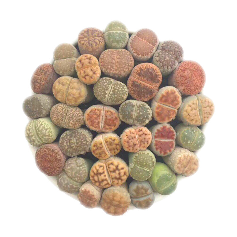 南非生石花种子番杏科多肉植物