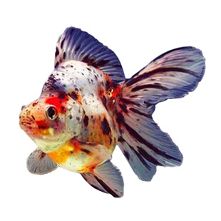 精品鎏金金鱼淡水观赏鱼金鱼苗短尾高背樱花鎏金花红琉金金鱼鱼苗