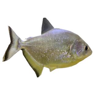 旧金山黄钻水虎鱼 S属 淡水热带猛鱼