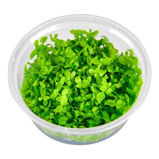 不用泥的鱼缸水草植物定植懒人水草造景套餐净化水质的水草活体