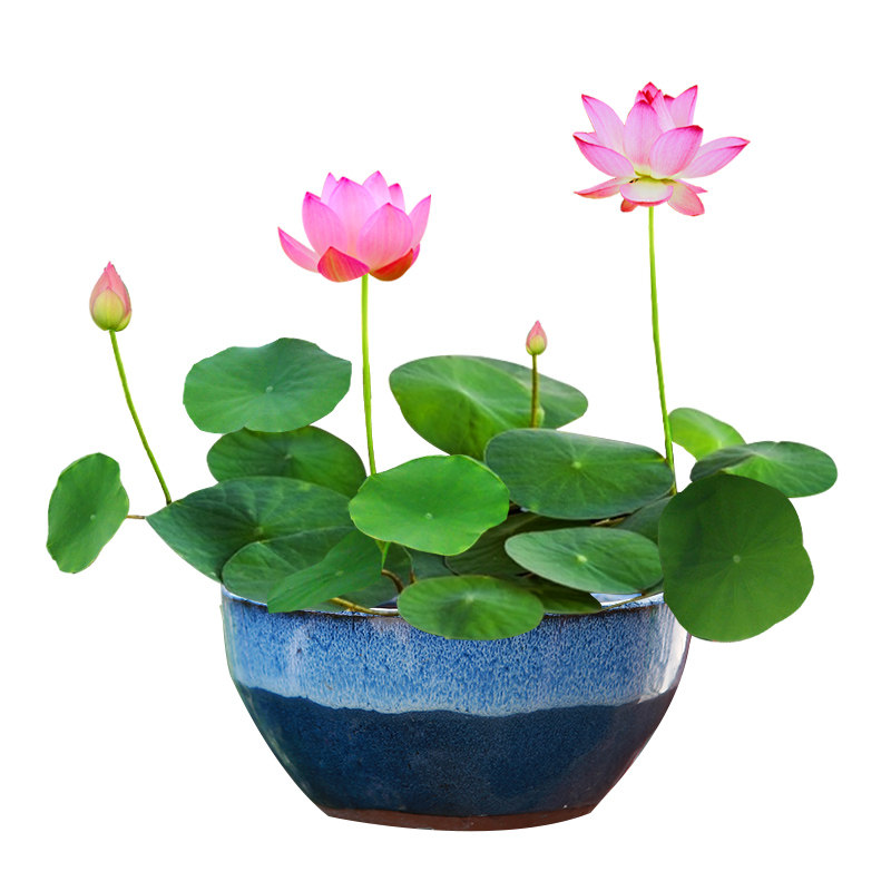 已开口碗莲种子水培植物好养易活
