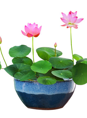 已开口碗莲种子水培植物好养易活