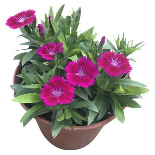 五彩石竹种子春秋种多年生耐寒花籽室外庭院绿化草花种子美国石竹