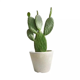 水果仙人掌果苗盆栽可吃红果美容庭院阳台开花结果实食用多肉植物