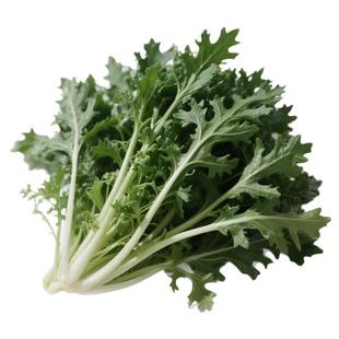 分多多三叉皇帝菜味道更浓高产大叶小叶中叶茼蒿种子耐寒当季新种