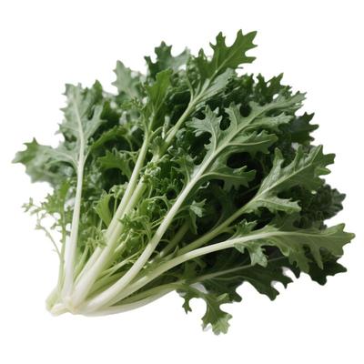 冬天新手可种皇帝菜耐寒当季新种