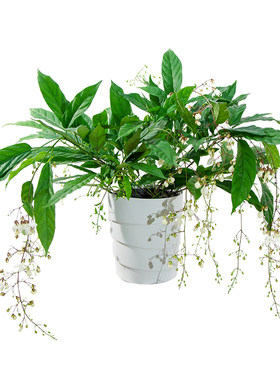 室内盆栽植物好养易活懒人观叶