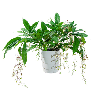 室内盆栽植物好养易活懒人观叶
