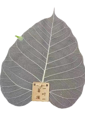 昌南茶滤茶叶过滤网菩提叶过滤器