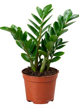 大盆精品金钱树绿植盆栽四季常青