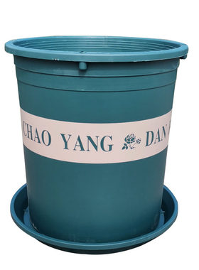 新款二代高筒加仑盆口径月季大苗