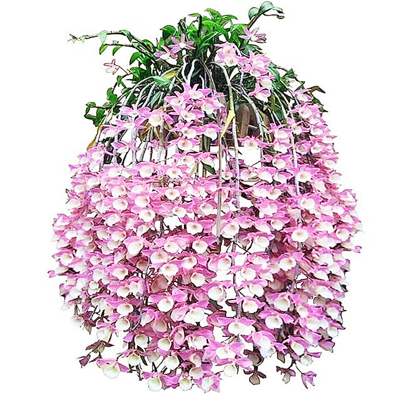 爆花瀑布天宫石斛兰开花机器纯种