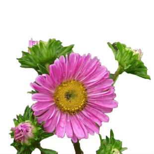 翠菊种子花种子四季易活重瓣七月菊种子室外庭院阳台盆栽花种籽子