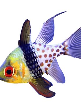 巴黎天使海水鱼活体珊瑚生物