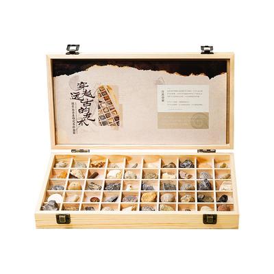 50种天然古生物化石标本礼盒