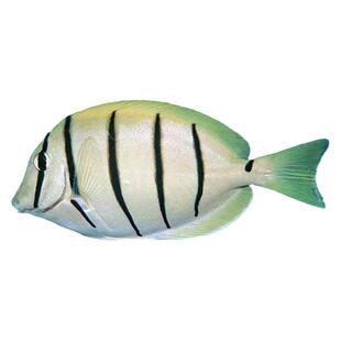 西瓜吊灰一字黄橙波纹花面柠檬将军眼眉波纹吊海水观赏鱼海缸活体