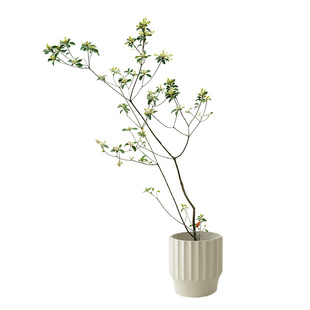 花城水调海岛春花盆景室内真花盆栽庭院大飘枝造景石斑木客厅绿植