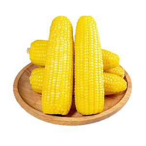 辰旭稼禾！东北黄糯玉米250g*8支