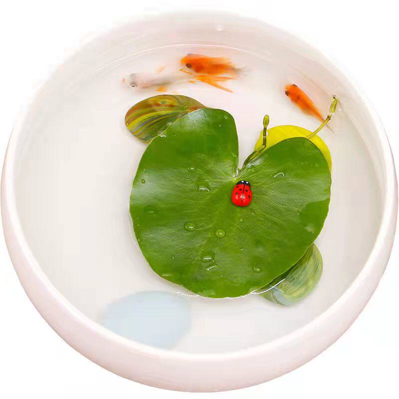 水培植物绿植室内水养绿萝富贵竹