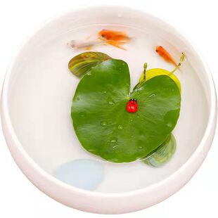 水培植物绿植室内水养花卉袖珍椰子盆栽如意绿萝吉利红水生富贵竹