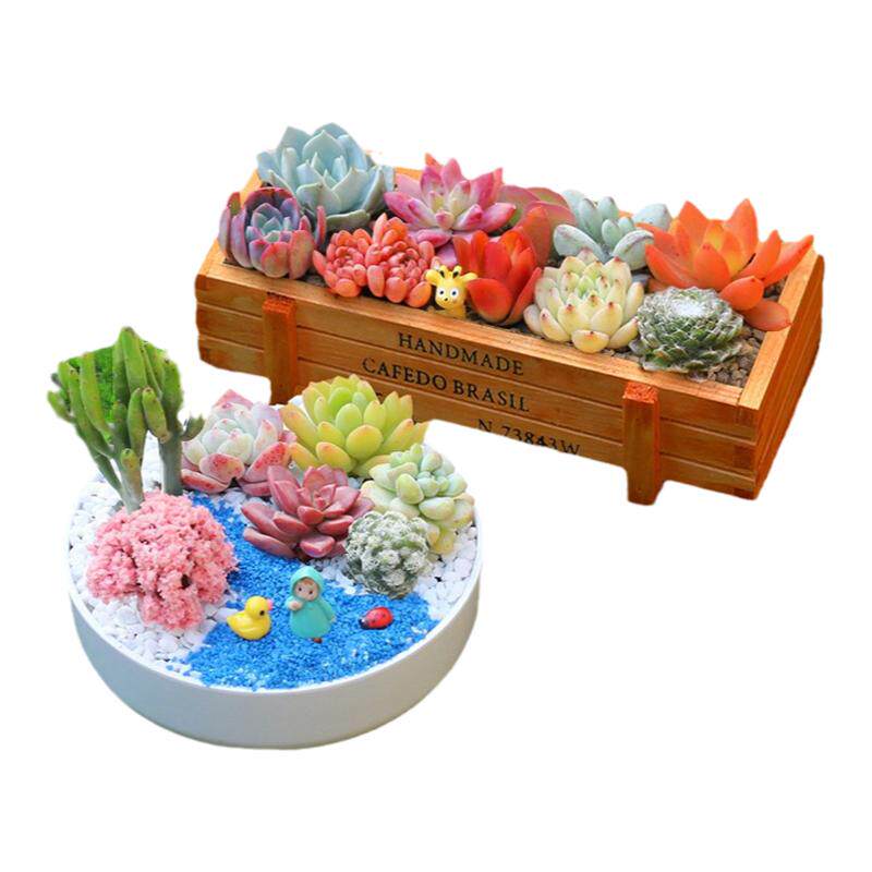 多肉植物室内盆栽组合肉肉diy多肉植物