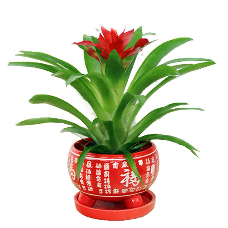 鸿运当头盆栽室内水培绿植四季开花好养发财树植物苗红掌客厅花卉