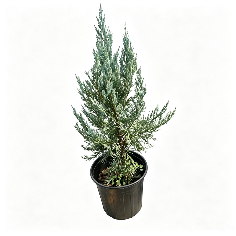 洛基山圆柏蓝色天堂盆栽耐寒植物
