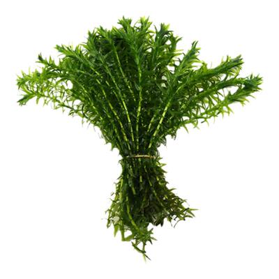 蜈蚣草阴性水草新手躲避鱼缸造景