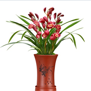 大花蕙兰盆栽兰花苗 红袍 室内盆栽花卉四季兰 当年开花 满屋飘香