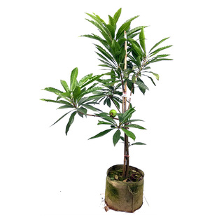 仙桃 蛋黄果苗 狮头果 鸡蛋果 水果苗带土带叶可盆栽地载庭院种植