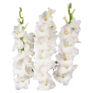 剑兰唐菖蒲种球虹越多年生可盆栽地栽作切花球根花卉阳台庭院预售