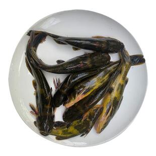 微山湖鲜活现杀黄骨鱼黄刺鱼黄颡鱼昂刺鱼黄辣丁昂公嘎鱼新鲜包邮