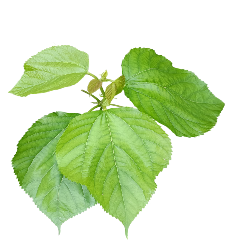 广东清远现摘大叶桑叶可食用