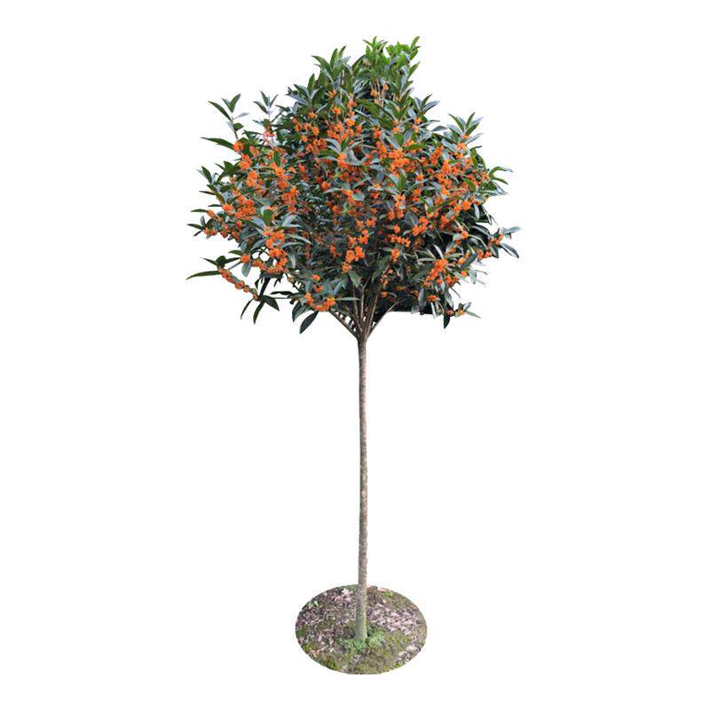 桂花树苗盆栽四季桂金桂庭院地栽老桩绿植物大树耐寒室内花卉浓香