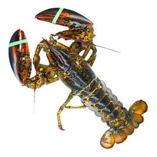 波士顿龙虾鲜活大龙虾特大波龙奥龙加拿大澳洲海鲜小青龙帝王蟹