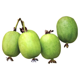 软枣猕猴桃树果苗树苗虹越南方北方地栽盆栽库库瓦挂果率高