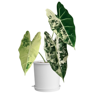 美莳双层热植专用花盆彩叶芋绿天鹅绒海芋花烛控根盆透气青山套盆