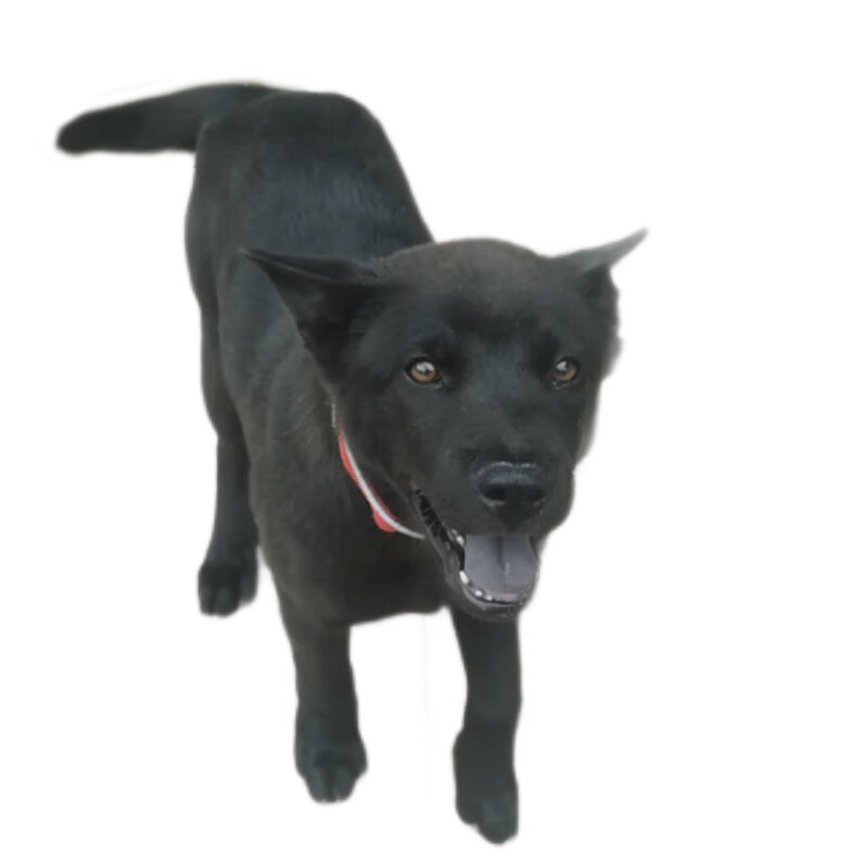 纯种双血统五黑犬幼犬宠物狗狗