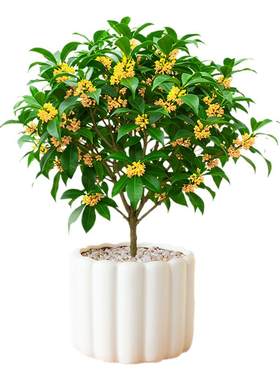 桂花树苗室内盆栽带花苞月月桂好养办公室桌面花卉绿植四季小盆景