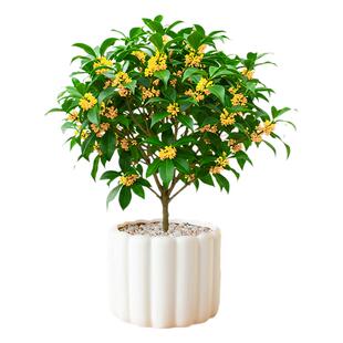 桂花树苗室内盆栽带花苞月月桂好养办公室桌面花卉绿植四季小盆景