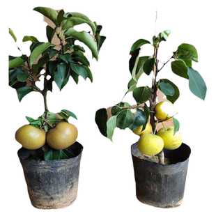 秋月梨树苗嫁接梨树果苗庭院梨子果树苗翠冠梨南北方种植当年结果