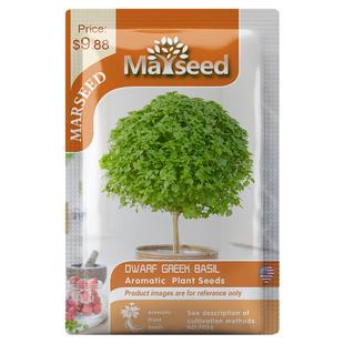 【掌柜推荐】进口棒棒糖罗勒Dwarf Greek Basil 希腊人罗勒种子