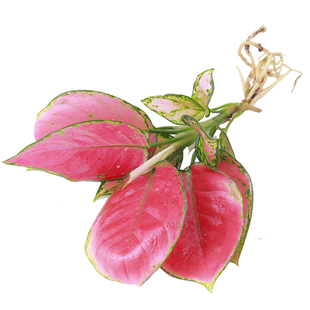 金钻盆栽绿植水养绿萝除甲醛植物发财树多肉虎皮兰文竹小盆景竹芋