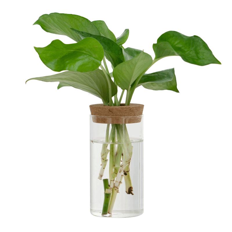 盆栽水培植物插花瓶崇卉