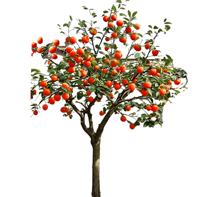 特大柿子树苗火晶柿子苗嫁接树苗