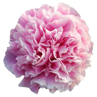 芍药花正宗观赏重瓣室内庭院花苗盆栽进口菏泽花卉当年开花粉妆楼