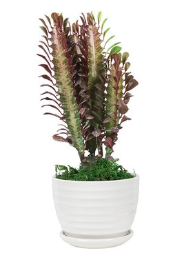 龙骨植物四季常青净化空气仙人掌