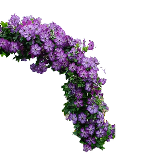 铁线莲特大苗爬藤植物盆栽带花苞乌托邦银币罔空庭院阳台四季花卉